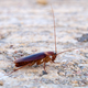 Ejemplar de cucaracha americana. Foto: Sputniktilt / Wikimedia Commons